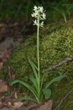 Dactylorhiza romana ssp. georgica