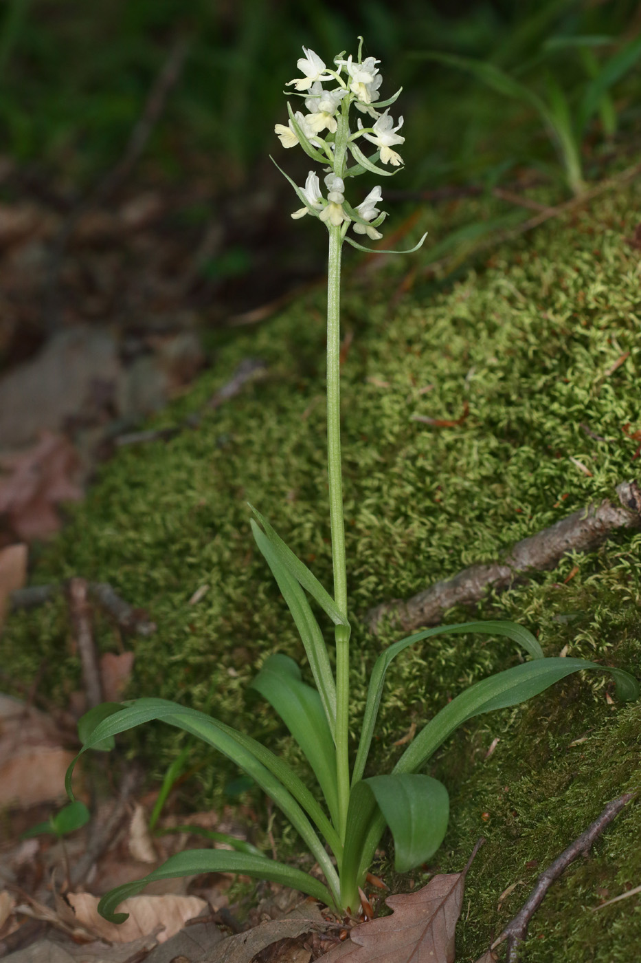 Изображение особи Dactylorhiza romana ssp. georgica.