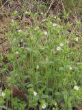 Cerastium brachypetalum ssp. tauricum