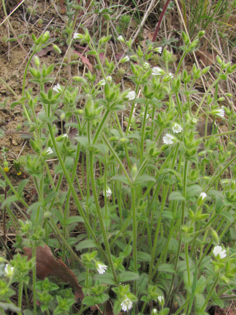 Изображение особи Cerastium brachypetalum ssp. tauricum.