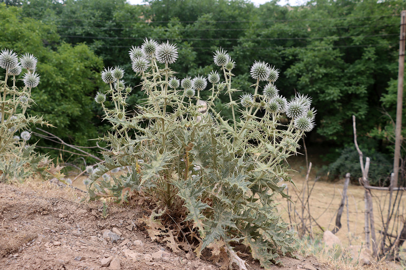 Изображение особи Echinops maracandicus.