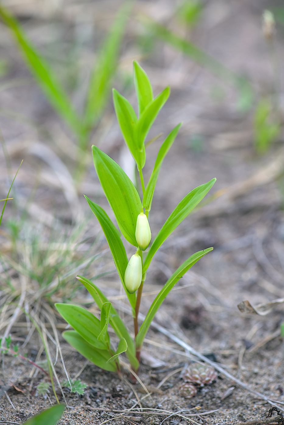Изображение особи Polygonatum humile.