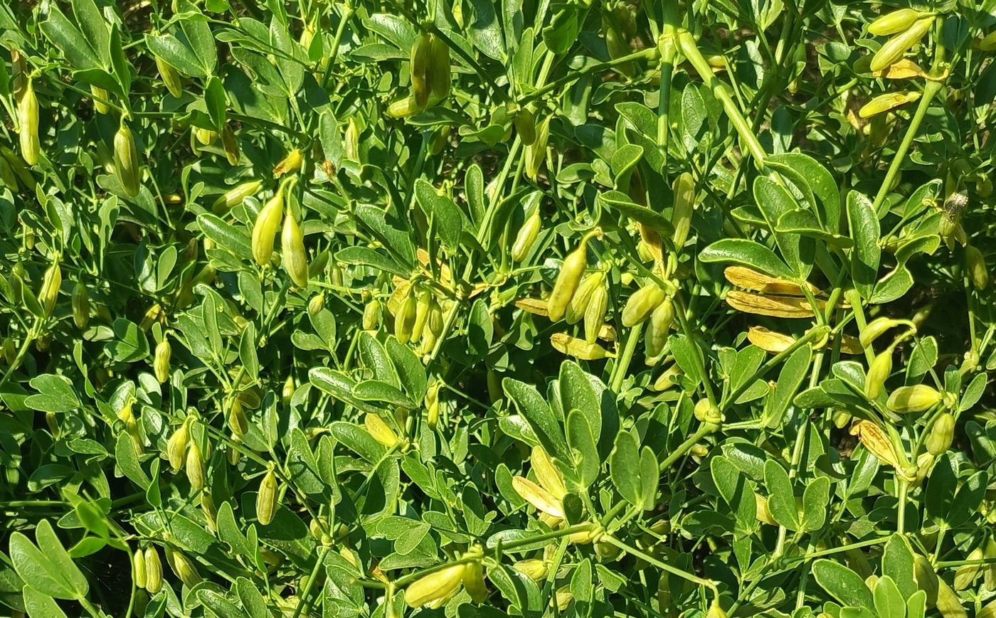 Image of Zygophyllum fabago specimen.