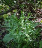 Gentiana schistocalyx. Верхушки вегетирующих растений. Абхазия, Гудаутский р-н, Рицинский реликтовый национальный парк, хр. Авадхара, дол. р. Авадхара, хвойно-широколиственный лес, берег ручья. 1600 м н.у.м. 09.06.2025.