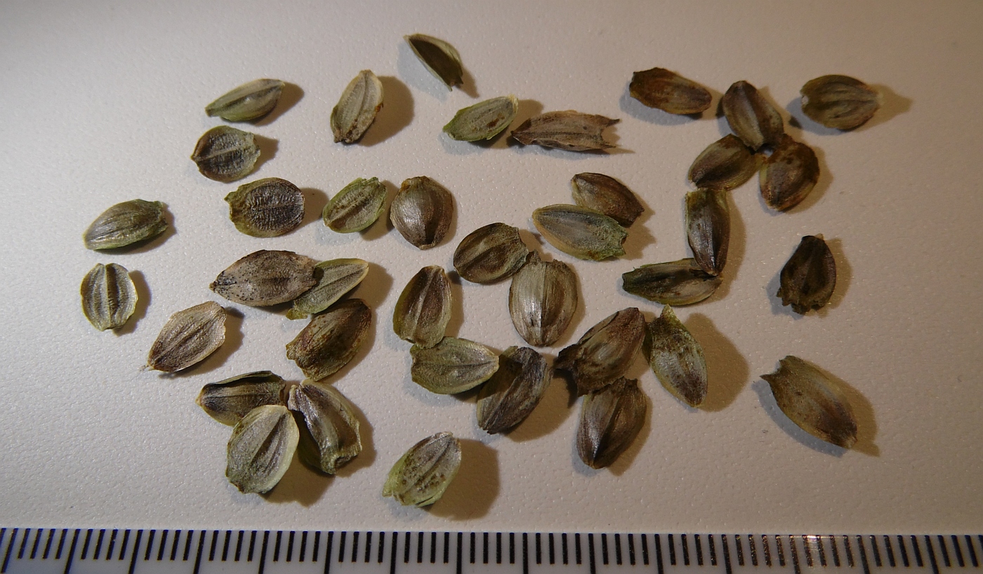 Image of Silphium mohrii specimen.