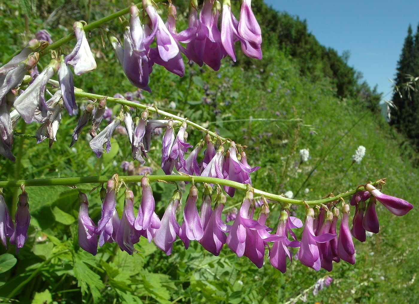 Image of Hedysarum neglectum specimen.