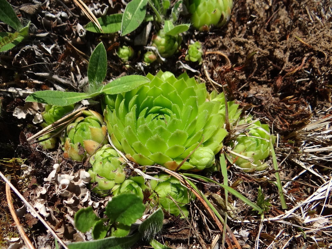 Image of Jovibarba globifera specimen.