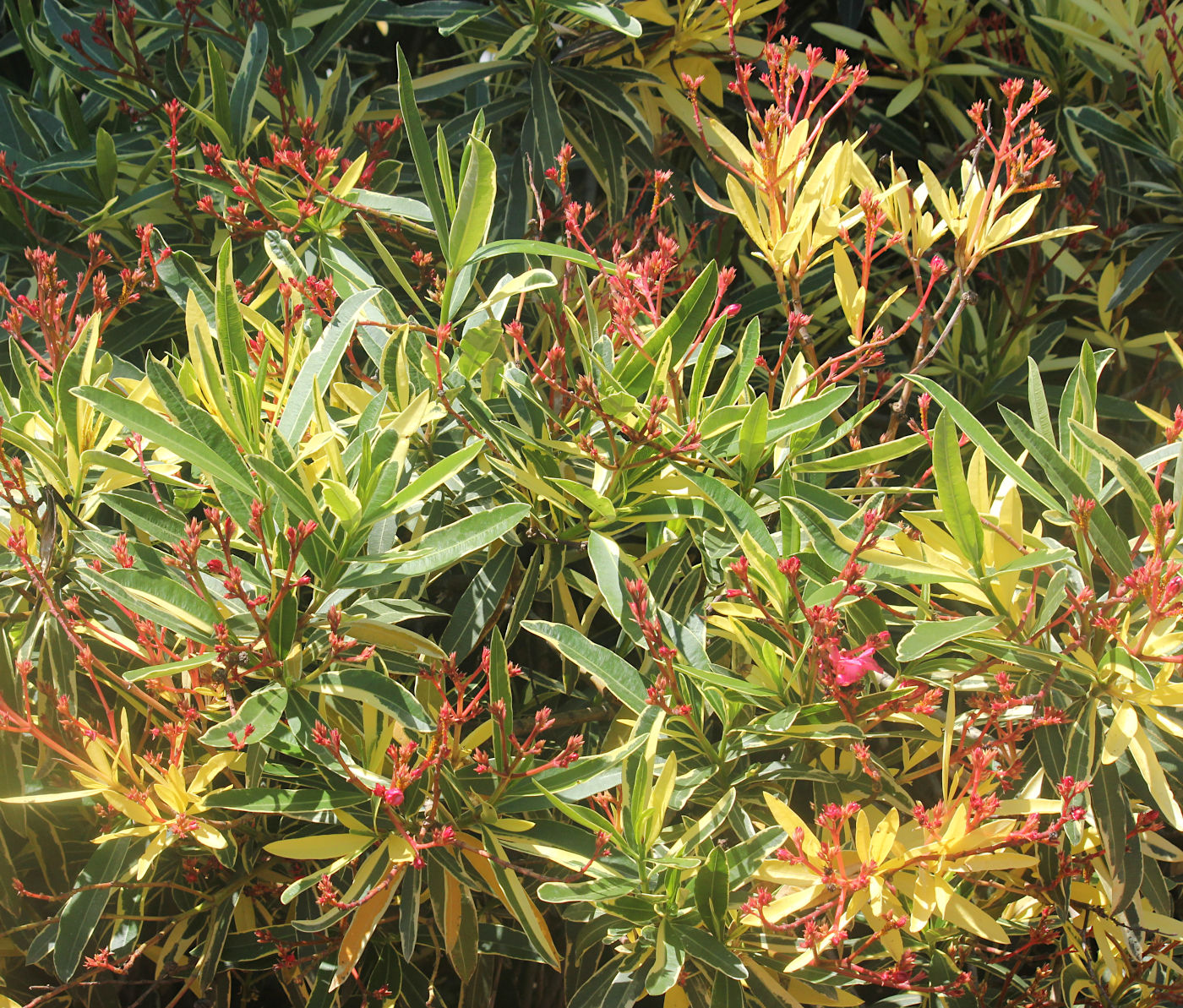 Image of Nerium oleander specimen.