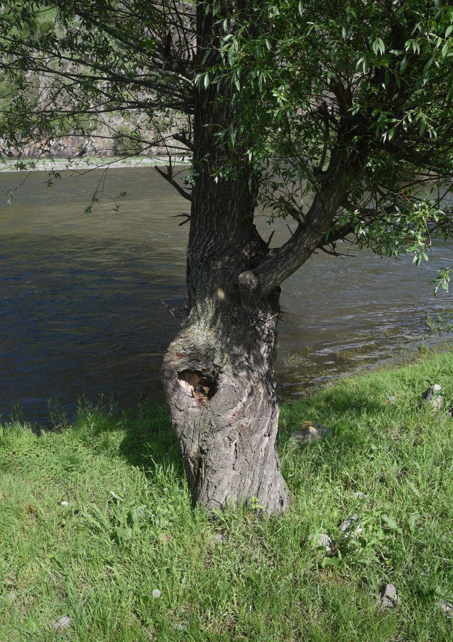 Image of genus Salix specimen.