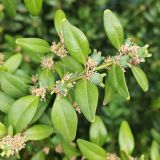 Buxus sempervirens. Созревающие плоды и листья. Волгоград, пос. Подгорный. 09.05.2026.
