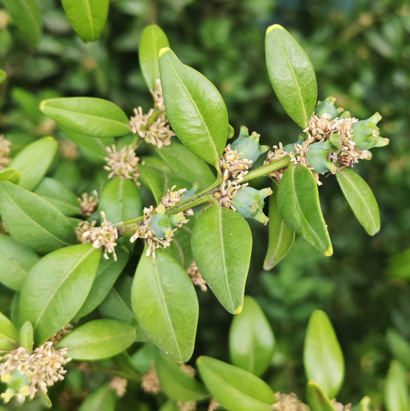 Image of Buxus sempervirens specimen.