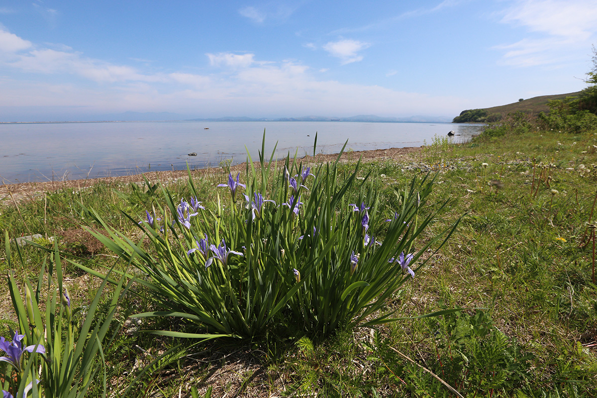 Image of Iris oxypetala specimen.
