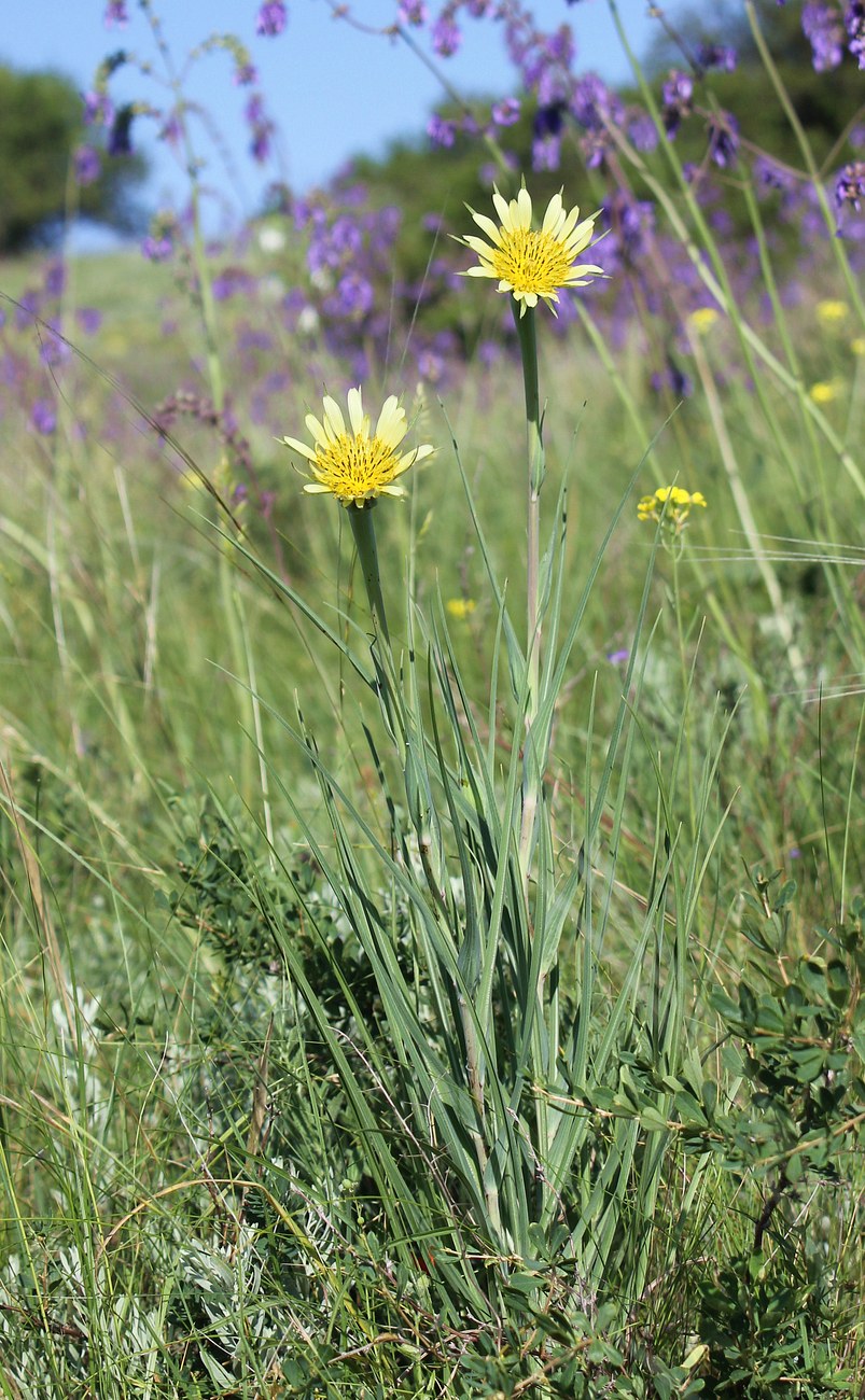 Image of Tragopogon dubius specimen.