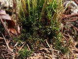Tetraplodon mnioides. Нижняя часть растений со спорогонами. Магаданская обл., г. Магадан, окр. мкр-на Дукча, басс. р. Дукча, лиственничник. 22.05.2025.