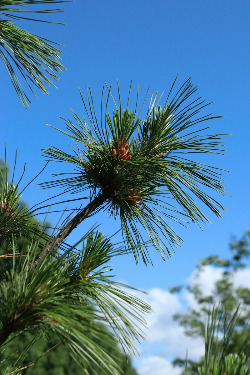Image of Pinus strobus specimen.