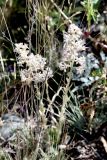 Rosularia paniculata. Цветущее растение. Кыргызстан, Чуйская обл., Жайылский р-н, Сусамырская дол., ок. 5 км к СВ от с. Кожомкул. ок. 2400 м н.у.м., каменистый склон, разнотравное сообщество. 05.07.2026.