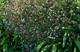 Erigeron karvinskianus. Цветущие растения в сообществе с Agapanthus africanus. Португалия, о-в Мадейра, окр. г. Камаша, опушка лиственного леса. 09.06.2026.