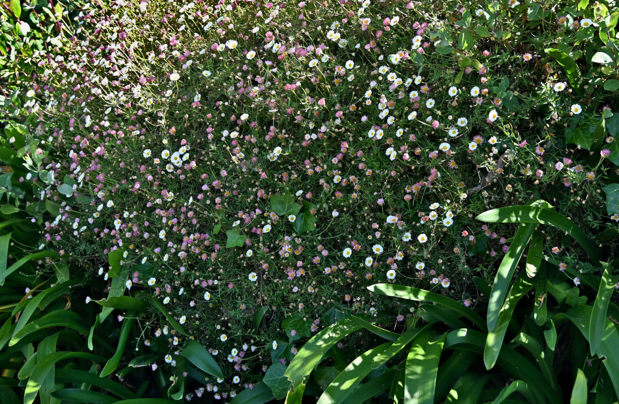 Image of Erigeron karvinskianus specimen.