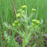 Senecio vernalis. Верхушка расцветающего растения. Ростовская обл., Усть-Донецкий р-н, окр. пос. Огиб. 02.05.2011.