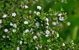 Serissa japonica. Верхушка ветви с цветками. Португалия, о-в Мадейра, г. Фуншал, в культуре. 09.06.2026.