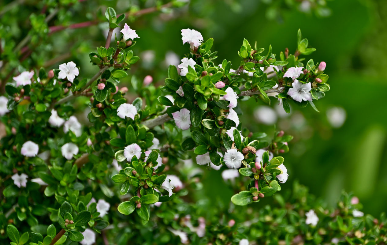 Image of Serissa japonica specimen.