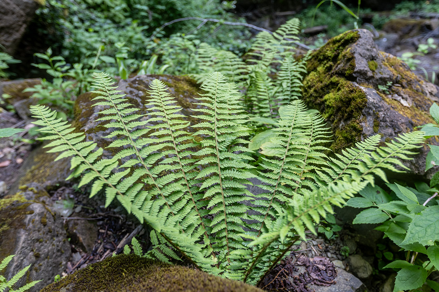 Image of genus Polystichum specimen.