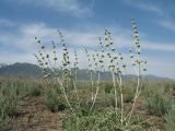 Phlomoides iliensis