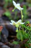 Moneses uniflora. Цветок. Карелия, Сегежский м.о., окр. дер. Надвоицы, рядом с Воицким водопадом, лес. 10.06.2026.