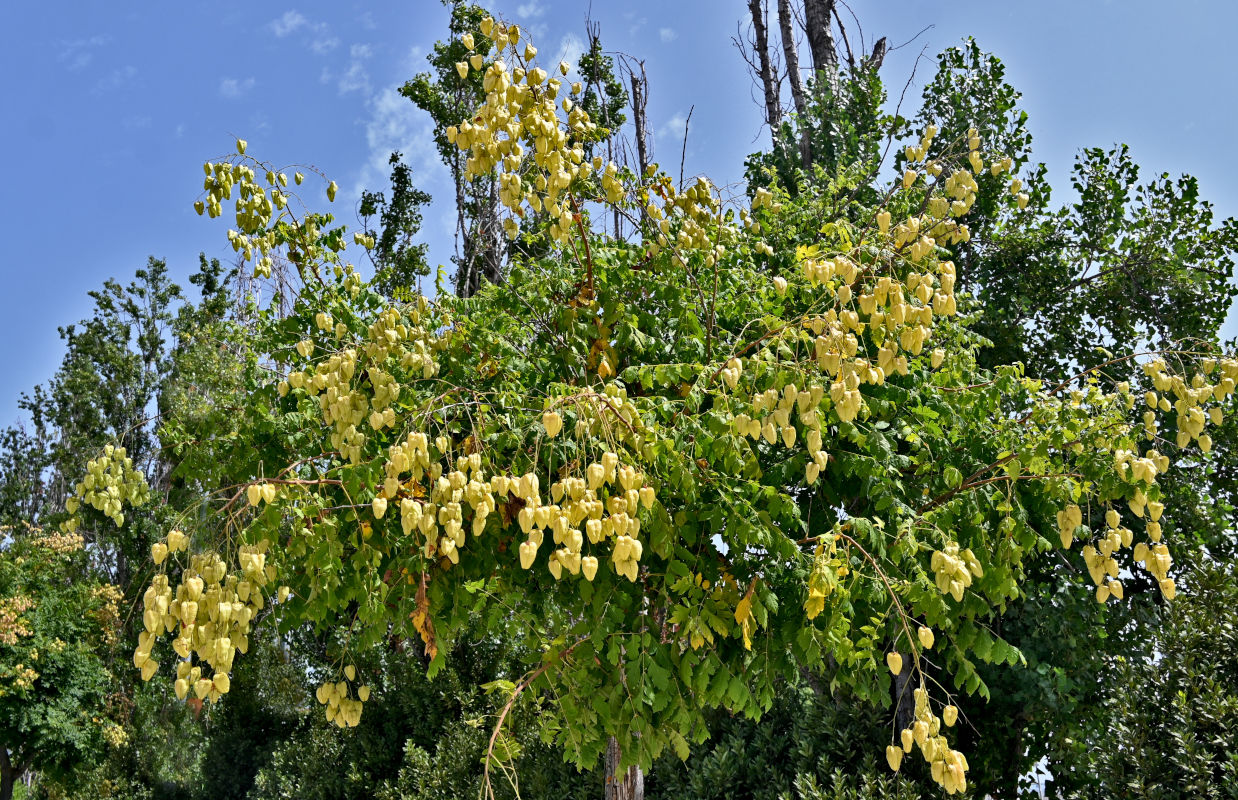 Изображение особи Koelreuteria paniculata.