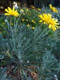 Euryops pectinatus. Цветущее растение. Абхазия, г. Сухум, Ботанический сад, клумба. 13.08.2024.