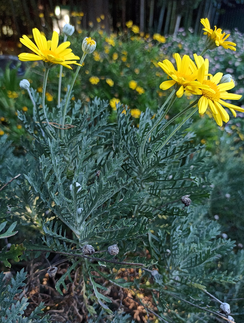 Image of Euryops pectinatus specimen.