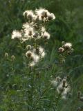 unknown species. Плодоносящее растение. Республика Молдова, муниципалитет Кишинёв, г. Кодру, пустырь. 1 августа 2026 г.