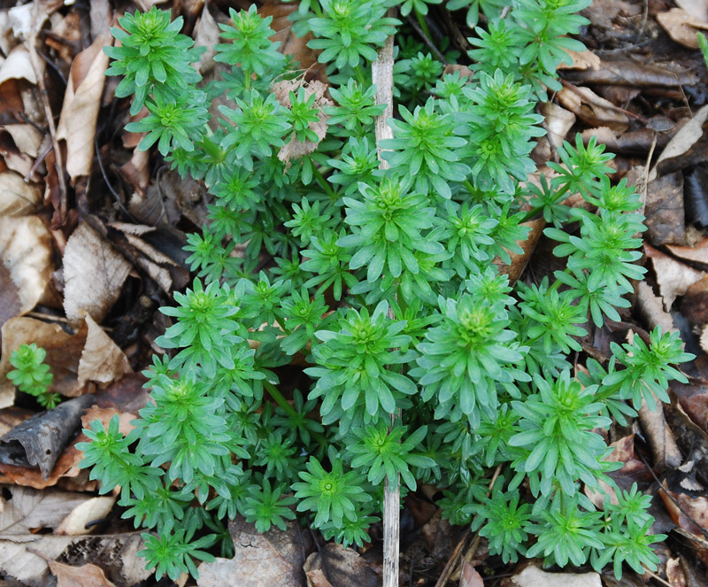 Изображение особи Galium mollugo.