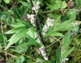 Artemisia integrifolia