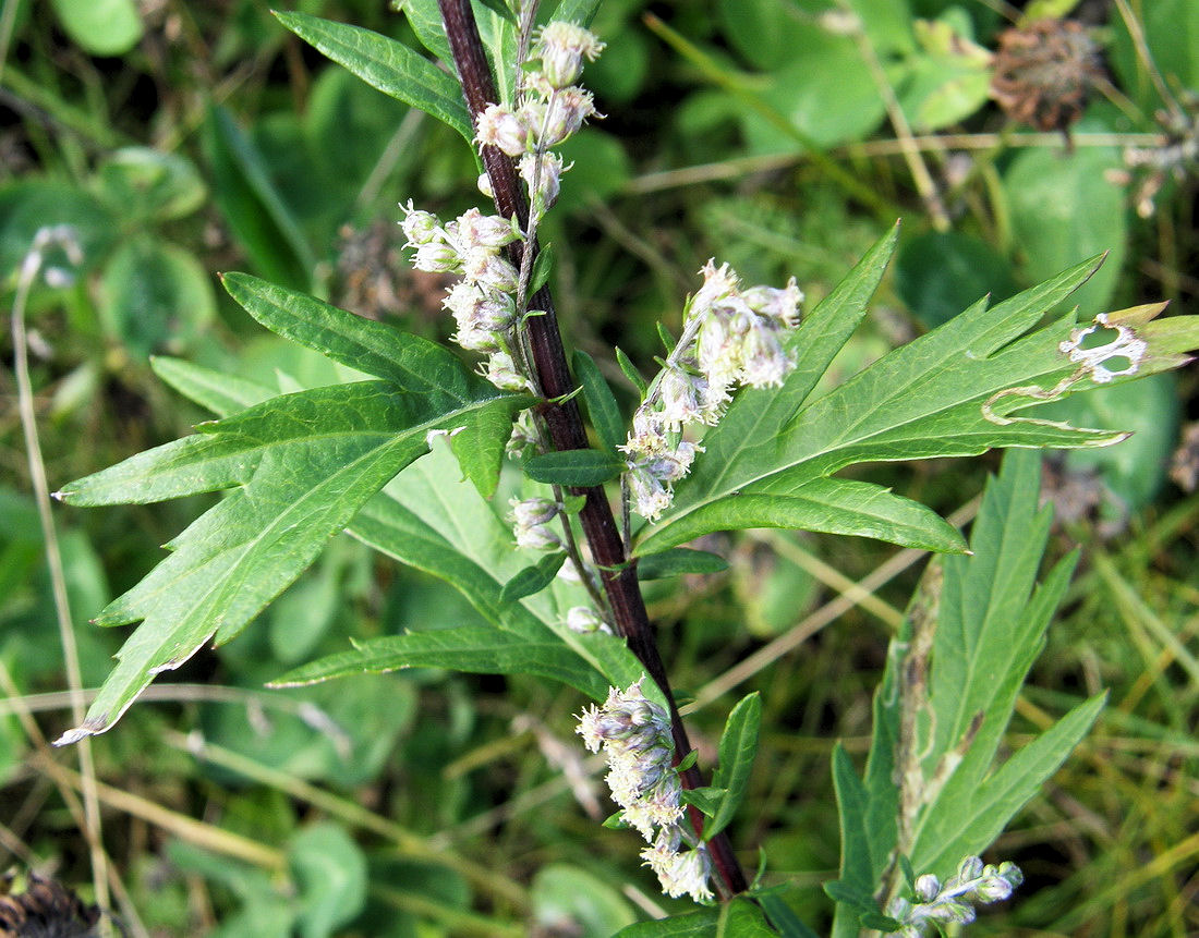 Изображение особи Artemisia integrifolia.