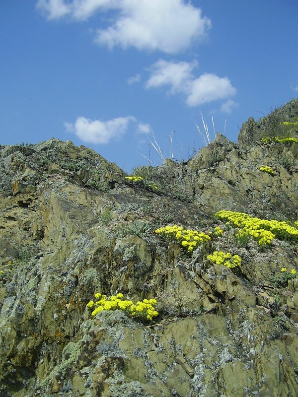 Изображение особи Alyssum lenense.