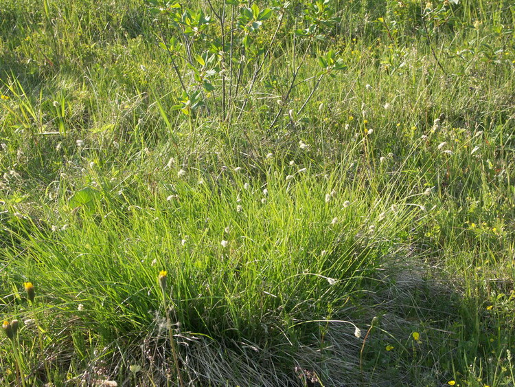 Изображение особи Sesleria caerulea.