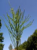 Equisetum arvense