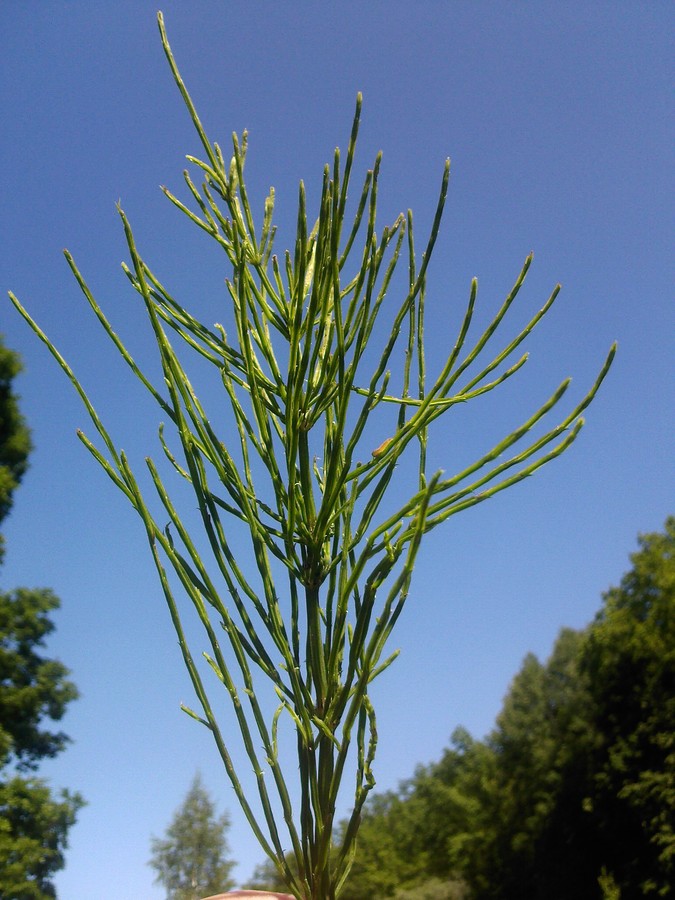 Image of Equisetum arvense specimen.