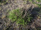 Achillea apiculata