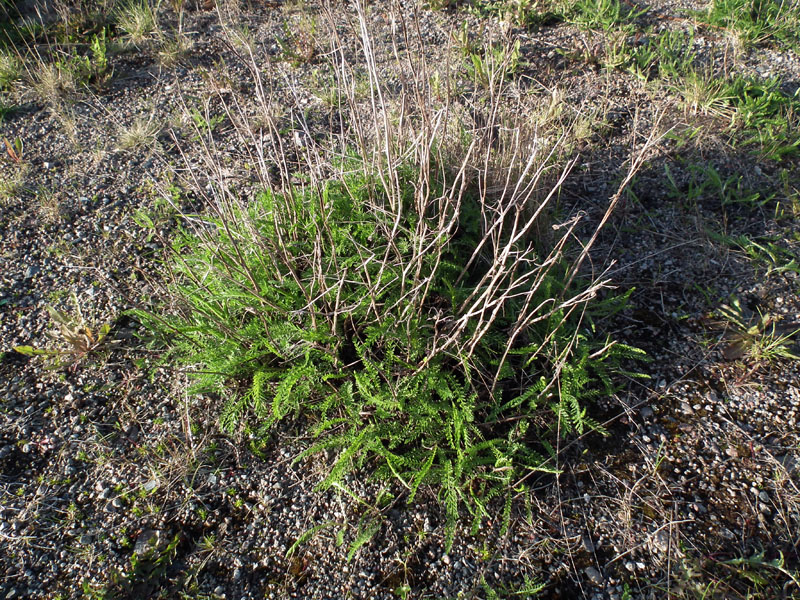 Image of Achillea apiculata specimen.