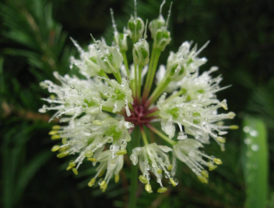 Image of Allium microdictyon specimen.