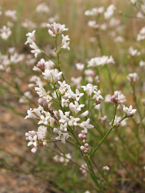 Изображение особи Asperula montana.