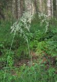 Calamagrostis langsdorffii. Верхушка растения с соцветием. Архангельская обл., Вельский р-н, окр. пос. Усть-Шоноша, заболоченный лес. 09.07.2011.