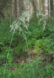 Calamagrostis langsdorffii