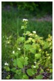 Alliaria petiolata