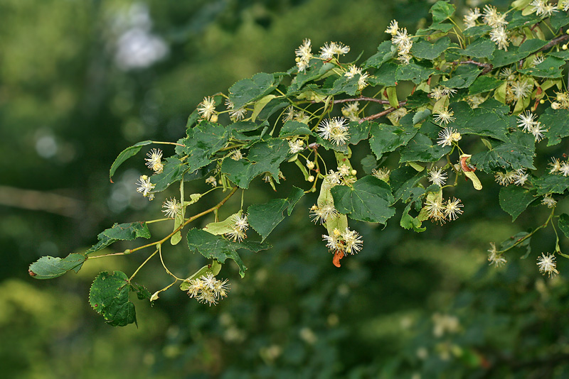 Изображение особи Tilia cordata.