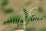 Astragalus camptoceras