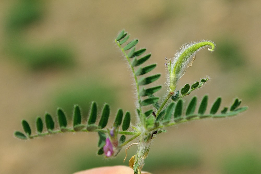 Изображение особи Astragalus camptoceras.