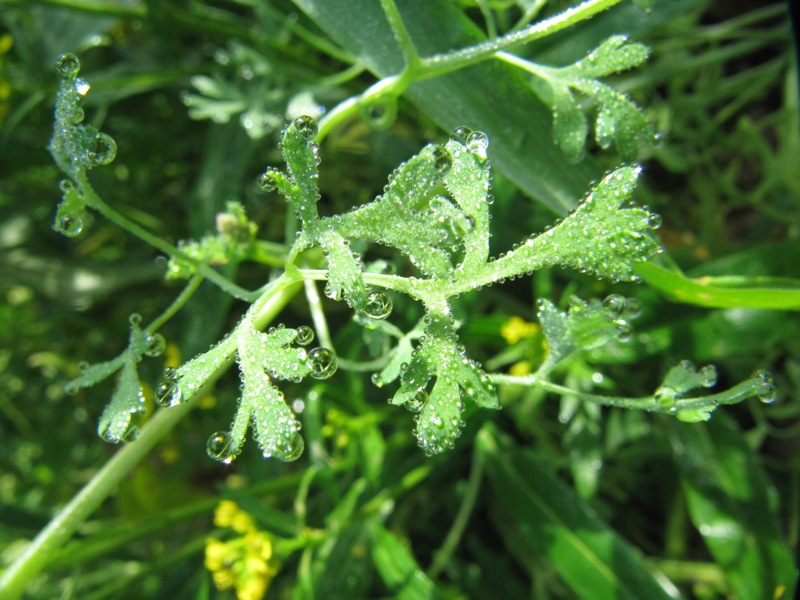 Image of Fumaria officinalis specimen.